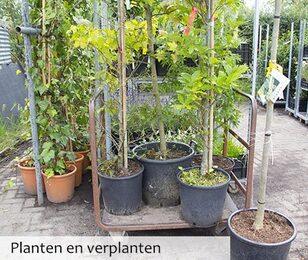 Planten en verplanten